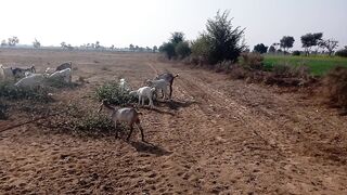 Beautiful Got in Punjab for sale Lowest price