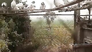 High quality pigeno &Kabutar hi Kabutar viral video