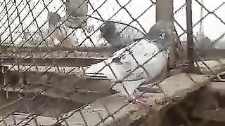Kabutar hi Kabutar viral video