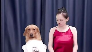 Funny dog