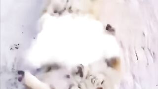Funny animals