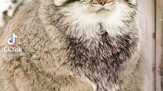 Cute Cat
