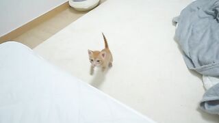 Baby Kitten Ran To My Face Because He Missed Me
