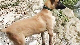 Rescue dog