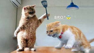 Funny Animal Videos 2022 Funniest Dogs and Cats