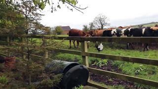 Crazy Cockerel ATTACKS Cows