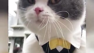 Funny cat
