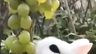 Very cute dog playing video