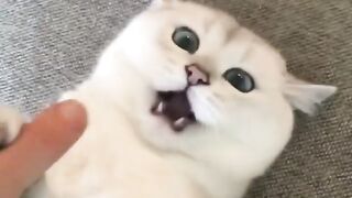 Funny cat