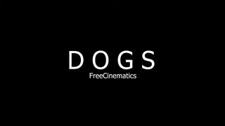 Beautifull _Dog's