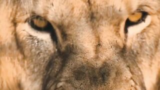 Lion in mood