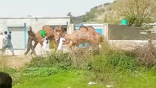 Mala qudar pur