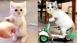 Funniest Animals Fun With cats and dogs