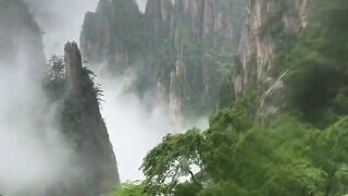 Pure Natural Forest