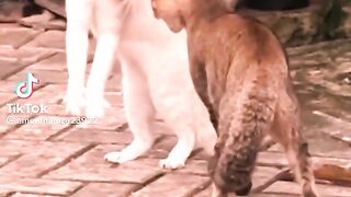 Cute pets