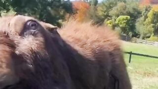 This goat is my spirit animal.