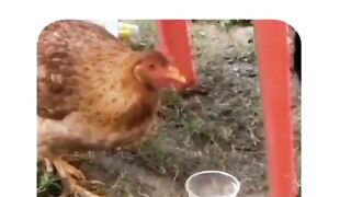 Funny animal complition