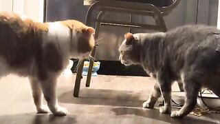 Catty conversation
