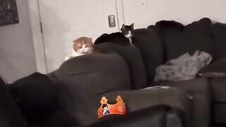 Pumkin head and the burger king