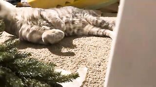 Prrrt
