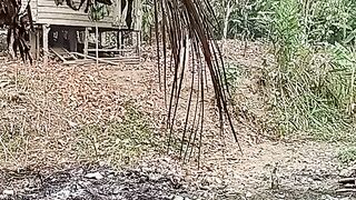 Pembakaran sampah dibelakang rumah