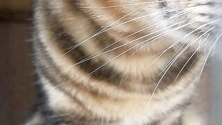 Bengal Cats, Renggali