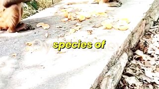 Riverside Macaques Committing Daylight Robbery #wildlife #animals #macaques