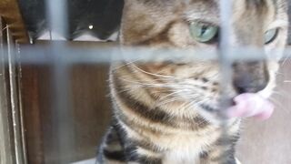 Bengal Cats Renggali 2