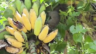 Caught Red-Handed! Squirrel Stealing Bananas 😂🍌