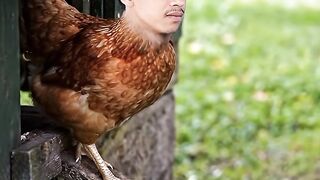 🌝 Ayam betina unik