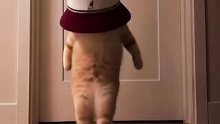 Laugh Out Loud! Hilarious Moments Compilation When Everything Goes Completely Wrong 😂