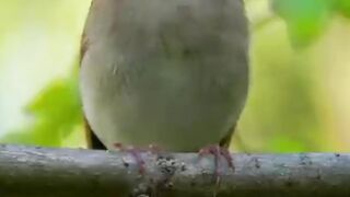 Amazing Bird Song 🐦 | Beautiful Sounds of Nature