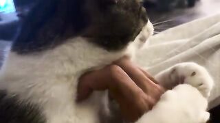 ATK CATS