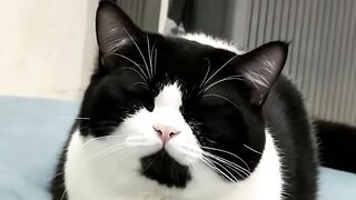 Funny cat 368