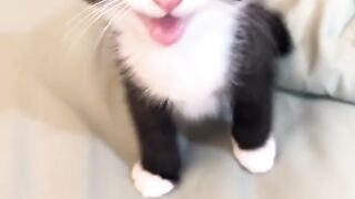 Chatty cat