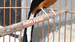 FEROCIOUS BIRD