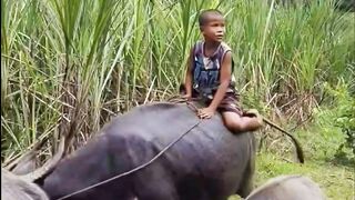 Naik kerbau