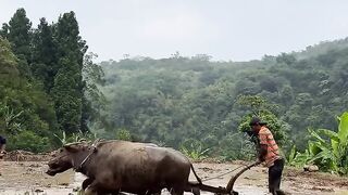 Membajak sawah
