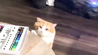 Good boy 11