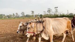 Membajak Sawah