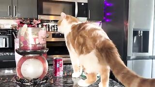 Meowler