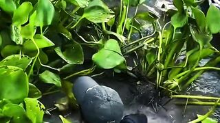 The Moment a Monster Fish Was Lifted Using Bare Hands!