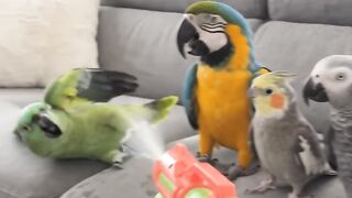 😂 The Parrots Got Hit by the Water Blast! 🦜💦🤣 #FunnyParrots #ParrotPrank #PetParrots
