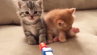 Cute cat gun fir