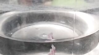 Ikan Cupang Sendirian