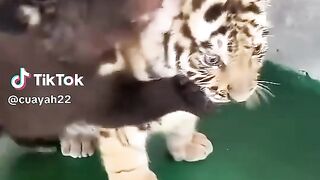 🐻🐯 Unlikely Best Friends: Bear Cub & Tiger's Adorable Bond! 🥺💞