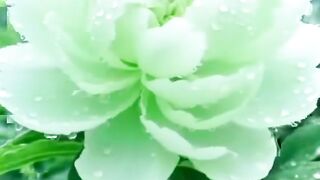 A truly beautiful and lovely view of flowers.