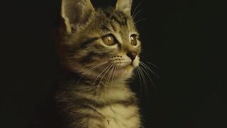 Only cat lovers understand the feeling🖤
