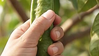 This fruit is called ice cream bean