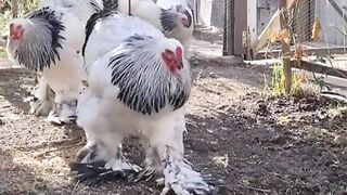 Feathered chicken